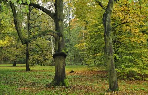Autumn in the park Stock Photos