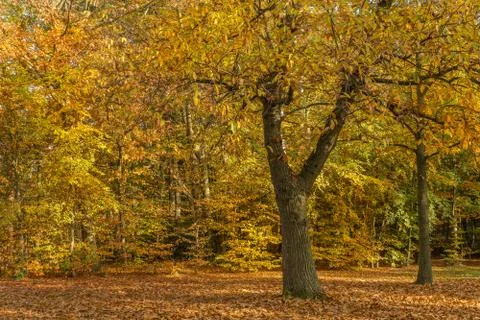 Autumn in a park Stock Photos