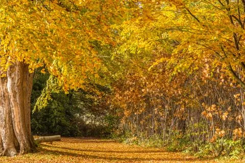 Autumn in a park Stock Photos