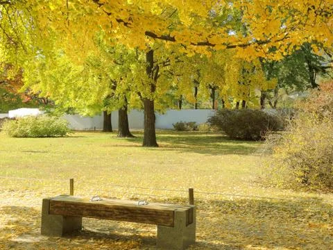 Autumn park Stock Photos