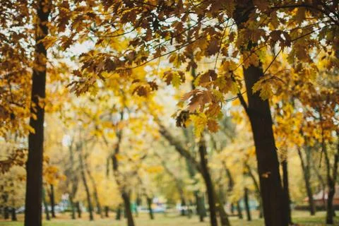 Autumn in the park Stock Photos