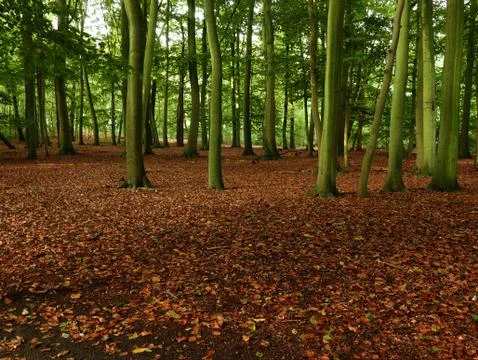 Autumn in a park Stock Photos