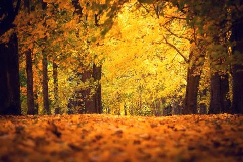 Autumn park Stock-Fotos