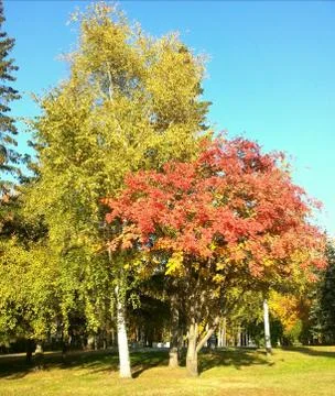 Autumn in the Park. Stock Photos