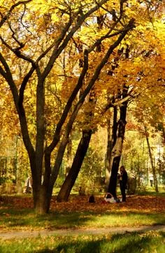 Autumn in the park Stock Photos