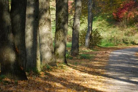 Autumn park Stock Photos