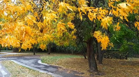 Autumn Park. Stock Photos