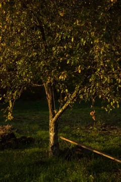 Autumn in the park Stock Photos