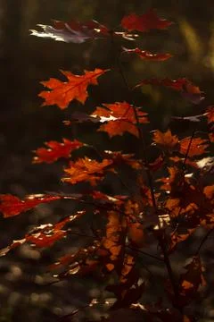 Autumn in the park Stock Photos