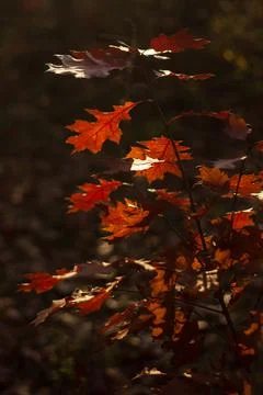 Autumn in the park Stock Photos