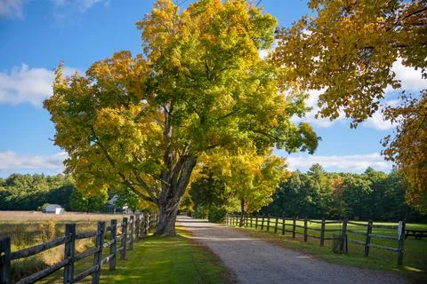 Autumn in the park Stock Photos