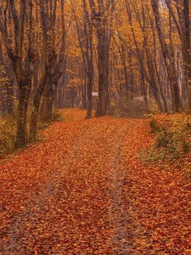 Autumn in the park Stock Photos