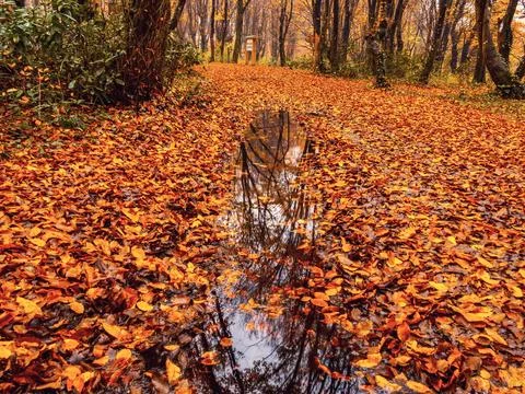 Autumn in the park Stock Photos