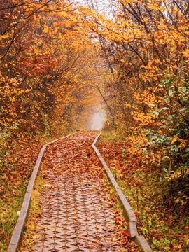 Autumn in the park Stock Photos