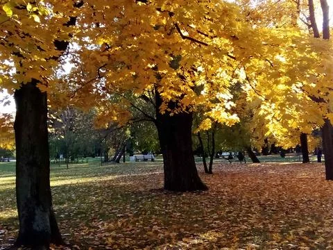 Autumn Park Stock Photos