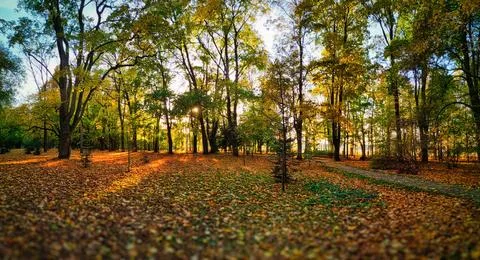 Autumn in the park Foto stock