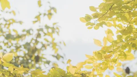 Autumn in the park 库存照片