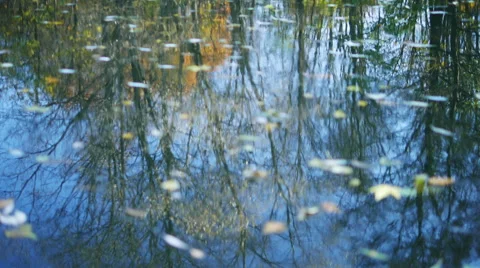 Autumn Park reflected on the lake surface Video stock 56618693