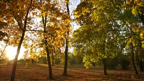Autumn park at the sunset Stock Footage 145016354