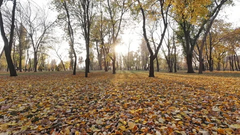 Autumn Park Sunset: Static Timelapse Frame 스톡 동영상 307167331