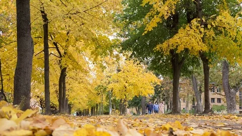 Autumn park. Time lapse. Video stock 82254751