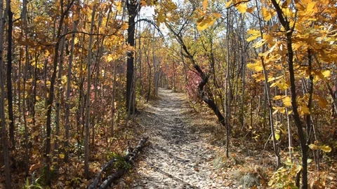 Autumn Park Trail Stock Footage 105802856