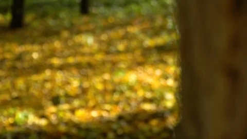 Autumn Park. Tree trunk and fallen leaves. Close-up. Video stock 98563715
