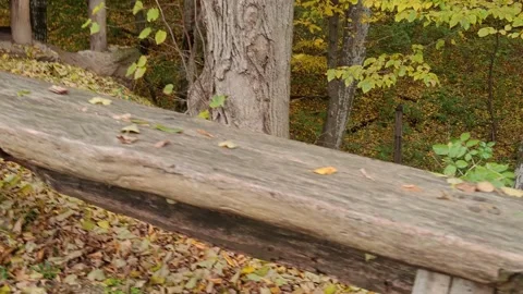 Autumn park with trees, camera movement in different directions 스톡 동영상 319089381