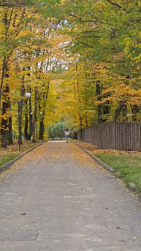 Autumn park with trees walk Stock Footage 319078009