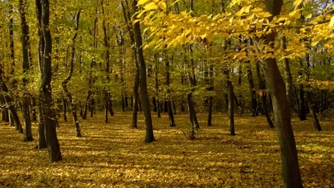 Autumn Park Trees with Yellow Leaves Slow Motion Stock Footage 164103003