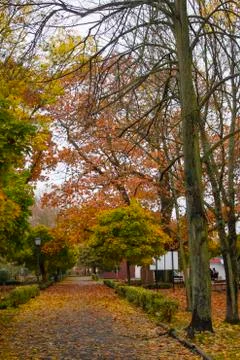 Autumn park, with a walking path, with trees on the sides. Stock Photos