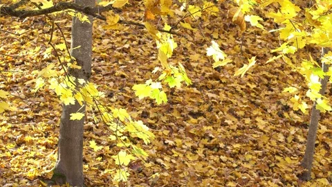 Autumn park with yellow maple trees Stock Footage 96500443