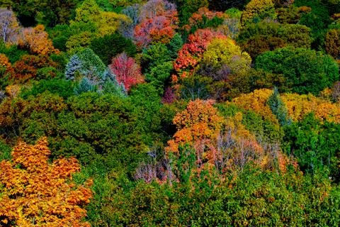 Autumn Patch Stock Photos