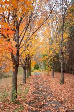 Autumn Path of Birch and Maple Stock Photos