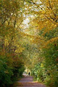Autumn Path Deciduous Forest 写真素材