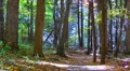 autumn path with falling leaves HD 동영상