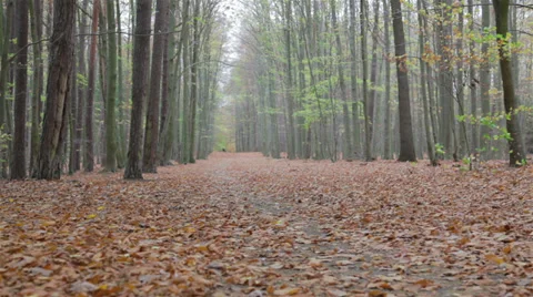 Autumn path Stock Footage 32269365