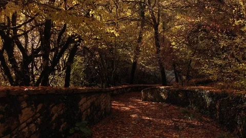 Autumn path 動画素材 120385040