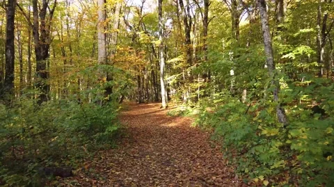 Autumn path Forest Stock Footage 149187403