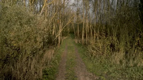 Autumn path to the forest Video stock 254592453