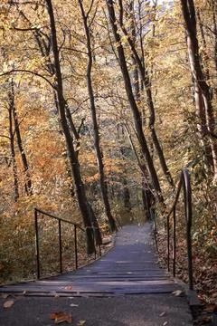 Autumn path in the forest Stock Photos