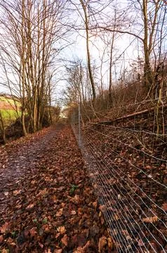 Autumn path lined with bare trees and a wire fence covered in fallen leaves Stock Photos