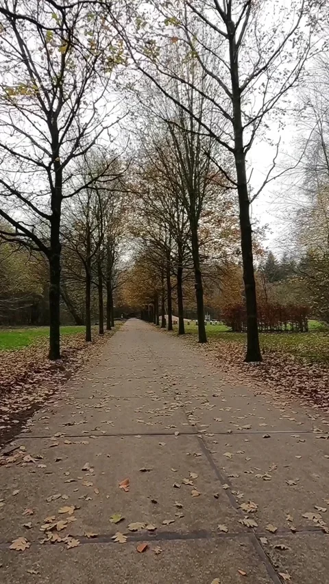 Autumn path lined with symmetrical trees and fallen leaves in the Netherlands. Stock-Footage 341592644