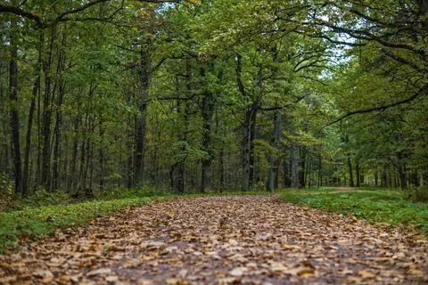 Autumn path in the park Stock Photos