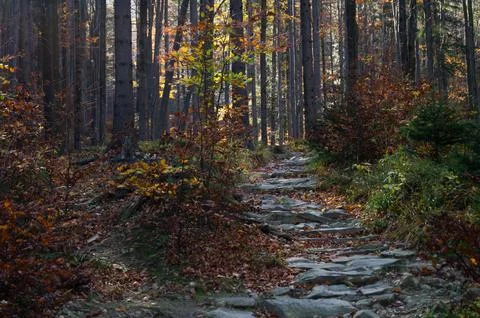Autumn path paved with stone Stock Photos