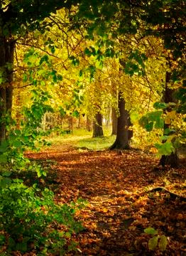 Autumn path Stock Photos