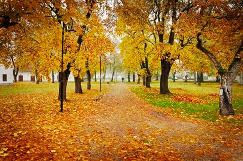 Autumn path Stock Photos