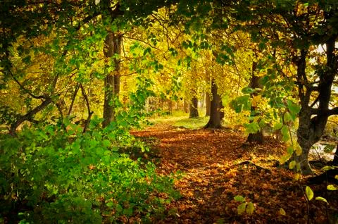 Autumn path Stock Photos