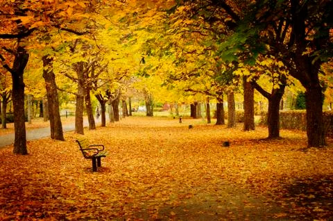 Autumn path Stock Photos