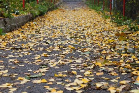 Autumn path Stock Photos